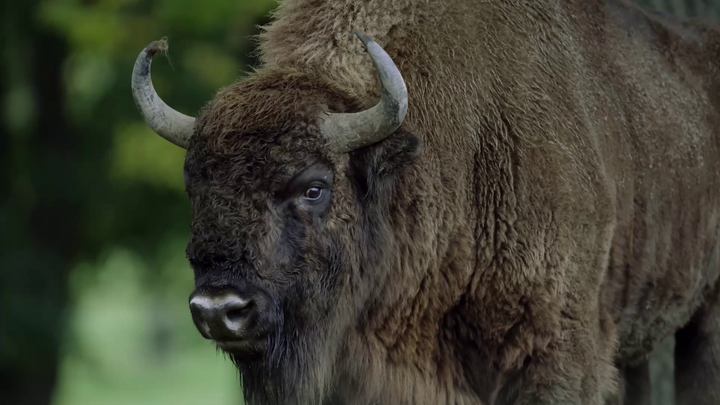 Divoké Slovensko s Nigelom Marvenom 2